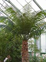Cycas thouarsii (fam Cycadacees) (Madagascar, Comores, Tanzanie, Mozambique) (2) (Photo F. Mrugala)
